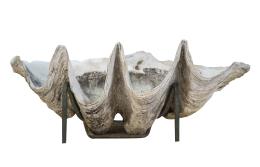 691.  Tridacna o concha de los Mares del Sur.