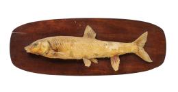 553.  Trofeo de pesca con pez disecado sobre soporte de madera.
