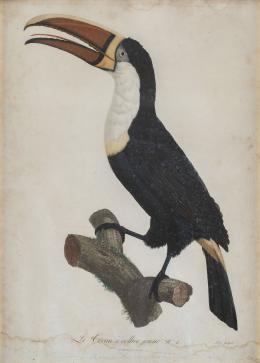 519.  SIGLO XXCyclopsittacus Edwardsh, Amazona Guildingi y le cocan a collier jeune