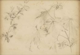 928.  SEBASTIAN  GESSA Y ARIAS (Chiclana de la Frontera, Cádiz, 1840 - San Agustín de Guadalix, 1920)Estudio botánico