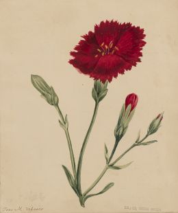 833.  JOSÉ MARÍA VELASCO  (México, 1840-1912)Estudio de una flor