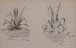810.  DR. ATL (Guadalajara (México), 1875- Ciudad de México (México), 1964)Estudios de Maguey