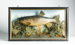 1193.  Diorama de taxidermia con un pez en un paisaje fluvial.Trabajo inglés, S. XIX.