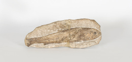 1016.  Pez fosil tharrias, 60 millones de años.Mato Grosso, Brasil.