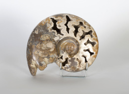 1083.  Amonite. Molusco cefalópodo.