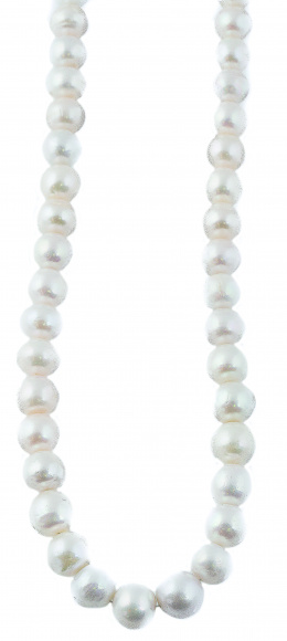 639.  Collar de perlas esféricas de los mares del sur 12 a 14 mm con cierre de plata