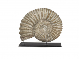 602.  Fosil ammonites, periodo cretáceo inferior.