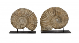 606.  Fosil ammonite, periodo cretáceo inferior.