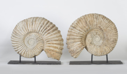 866.  Fosil ammonite, periodo cretáceo inferior..