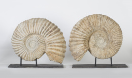 867.  Fosil ammonite, periodo cretáceo inferior.