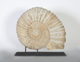 1079.  Fosil ammonite, periodo cretáceo inferior..