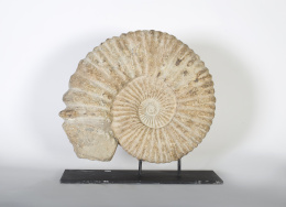 1078.  Fosil ammonite, periodo cretáceo inferior..