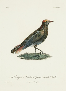 764.  FRANÇOIS LEVAILLANT (1753-1824)“La fraquet à Calotte et Queue blanche màle”, “L´Alouette a calotte roube”, “Le fourmillier male”, “La petite alouette a tête rousse”..