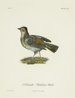 766.  FRANÇOIS LEVAILLANT (1753-1824)“L´Alouette bateleuse male”, “Le Frongo Fingah”, “L´ Alouette a dos roux mâle”, “La Lavandiere varièe malê”..