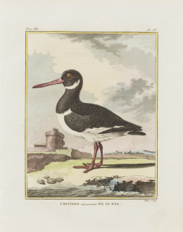 208.  GEORGES LOUIS LECLERC, CONDE DE BUFFON (1707-1788)“L´Huitrier vulgairement Pie de Mer”, “Le Fabbé ou Stercoraire”, “La Foulque ou La Morelle” y “Le Râle d´eau”.