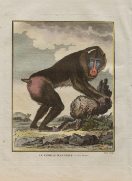 205.  GEORGES LOUIS LECLERC, CONDE DE BUFFON  (1707-1788)“Le Choras Mandarile a nez rouge”, “Le Singe de Nuit”, “Le Macaque à queue courte” y “Le Blanc Nez”.
