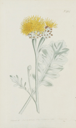 202.  WILLIAM CURTIS (1746-1799)Flores: “Centaurea Ragusina”, “Pelargonium Reniforme”, “Hebenstretia Dentata” y “Erica Ciliaris”.