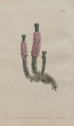204.  WILLIAM CURTIS (1746-1799)Flores: “Psoralea Bracteata”, “Hibiscus Praemorsus”, “Mesembryanthemum Micans” y “Erica Empetrifolia”.
