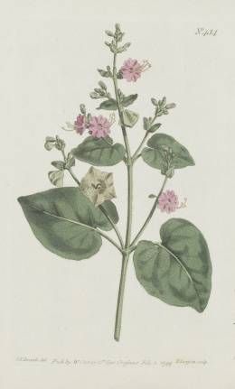 203.  WILLIAM CURTIS (1746-1799)Flores: “Oxybaphus Viscosus”, “Hydrangea Arborescens”, “Gnaphalium Ericoides” y “Genista Linifolia”.
