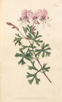 1114.  WILLIAM CURTIS (1746-1799)Flores: “Nº401, Lavandula Pinn  ata; Nº408 Pelargonium Ternatum; Nº413 Calendula Tragus; Nª419 Alyssum Montanum”.