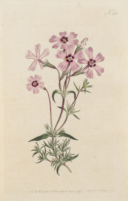 1111.  WILLIAM CURTIS (1746-1799)Flores: “Nº 475, Pultenaea Stipularis, Nº498 Achillea Tomentosa, Nº 499 Allium Moly, Nº504 Geranium Argenteum”.