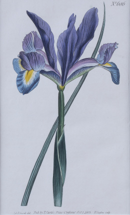 848.  WILLIAM CURTIS (1746 - 1799).Flores: “Iris Xiphium”, “Silene Vespertina”, “Gladiolus Viperatus”, “Nicotiana Undulata”.