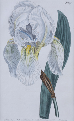 849.  WILLIAM CURTIS (1746 - 1799)Flores: “Iris Florentina”, “Anthyllis Erinacea”, “Protea Lepidocarpon”, “Silene Saxatilis”.