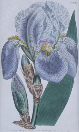 849.1.  WILLIAM CURTIS (1746 - 1799)Flores: “Iris Pallida”, “Babiana Tubiflora”, “Campunula Gracilis”, “Orobus Varius”.