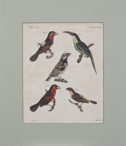 772.  ESCUELA FRANCESA, SIGLO XIX"Beaux oiseaux grimpeurs" y "Jolis oiseaux grimpeurs"