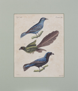 773.  ESCUELA FRANCESA, SIGLO XIX"Jolis oiseaux étrangers" y "Charmants oiseaux étrangers"