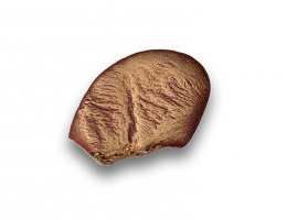 588.  Pepita de oro fundido de 14 K.