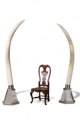 1041.  Pareja de colmillos de marfil, montados sobre bases de metal cromado..