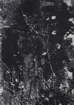 967.  HANNAH COLLINS (Londres, 1956)A Future Life (Almendro), 2006.