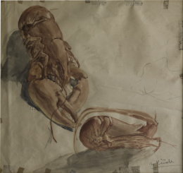 962.  NICANOR PIÑOLE (Gijón, 1878-1978)Estudio de langosta y boga