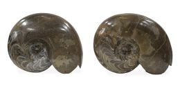 1295.  Pareja de fósiles de Ammonite Cleoniceras.Madagascar.