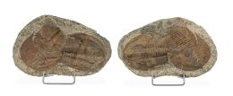 1293.  Pareja de fósiles de Trilobites.