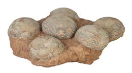 1012.  Fósil de nido con seis huevos de dinosaurio.