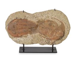 1013.  Fósil de Trilobites, sobre peana de metal.