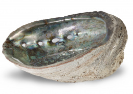 861.  Cáscara vacia varada paua.Perlemoen o abulón.En el interior muestra la iridiscencia del nácar.