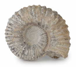 1116.  Fósil de ammonite, período cretáceo inferior.