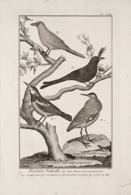 615.  DIDEROT ET D`ALEMBERT (Francia, siglo XVIII)Pájaros
