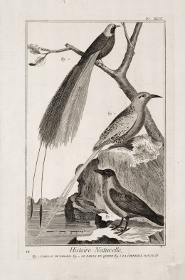 611.  DIDEROT ET D`ALEMBERT (Francia, siglo XVIII)Pájaros