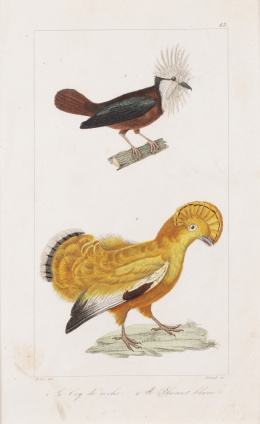 747.  GEORGE- LOUIS LECLERCK (177-1788) y EDOUARD TRAVIES DE VILLERS (1727-1794)Pájaros