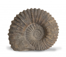 825.  Fósil de ammonite, período cretáceo inferior.