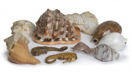 830.  Lote de once piezas marinas, incluyendo conchas y dos caballitos de mar disecados.
