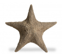 833.  Equinodermo o estrella de mar ("Asterias rubens") de cinco brazos.