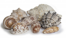 829.  Lote de ocho conchas para moluscos de varios tipos, alguna de tipo "calilla".