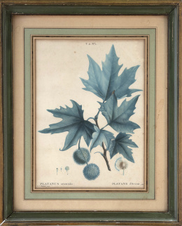 614.  PIERRE JOSEPH REDOUTE (1759-1840)"Platanus orientalis. Platane d&#39;Orient", "Ulmus campestris", "Fraxiunus ornus"