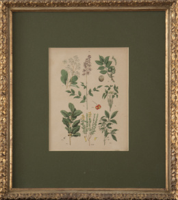 870.  ESCUELA INGLESA, SIGLO XIXFlores