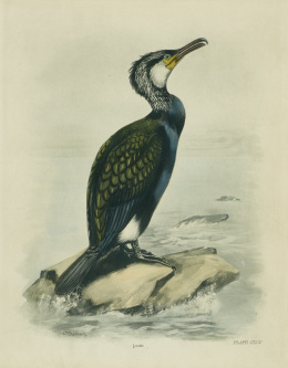 258.  CHARLES STONHAN (1858-1916) “Garza Imperial”,  “Garza Real”,  “Cormoral real” y “Aguilucho pálido macho”..